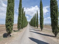 a gravel road lined with tall cypress trees and a row of tall, skinny trees