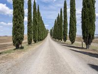 a gravel road lined with tall cypress trees and a row of tall, skinny trees