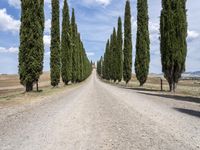 a gravel road lined with tall cypress trees and a row of tall, skinny trees