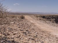 a gravel road in the desert with dry trees in the foreground and a dead tree in the distance