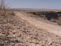 a gravel road in the desert with dry trees in the foreground and a dead tree in the distance