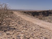 a gravel road in the desert with dry trees in the foreground and a dead tree in the distance