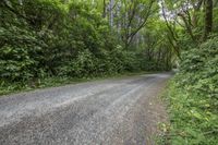 a road with gravel in front of several green trees and bushes at the corner of the road