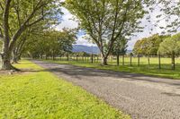 the pathway with grass and trees on each side of a gravel road, with a large field in the background