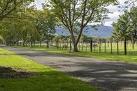 the pathway with grass and trees on each side of a gravel road, with a large field in the background