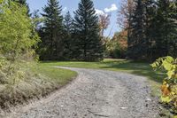 a gravel road with a single red pickup truck coming through trees near a field of trees