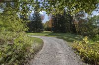 a gravel road with a single red pickup truck coming through trees near a field of trees