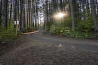 a gravel road is shown with trees on both sides and a bench next to it