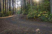 a gravel road is shown with trees on both sides and a bench next to it