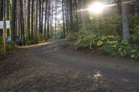 a gravel road is shown with trees on both sides and a bench next to it