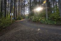 a gravel road is shown with trees on both sides and a bench next to it