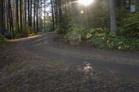 a gravel road is shown with trees on both sides and a bench next to it