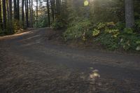 a gravel road is shown with trees on both sides and a bench next to it