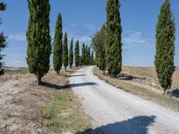 the view of a gravel road with some trees in the background, and an empty path through the middle