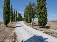 the view of a gravel road with some trees in the background, and an empty path through the middle