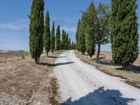 the view of a gravel road with some trees in the background, and an empty path through the middle