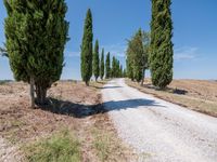 the view of a gravel road with some trees in the background, and an empty path through the middle