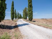 the view of a gravel road with some trees in the background, and an empty path through the middle