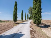 the view of a gravel road with some trees in the background, and an empty path through the middle