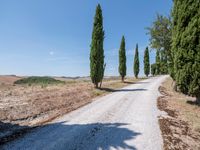 the view of a gravel road with some trees in the background, and an empty path through the middle