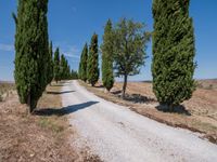 the view of a gravel road with some trees in the background, and an empty path through the middle