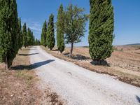 the view of a gravel road with some trees in the background, and an empty path through the middle