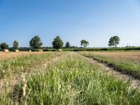 a dirt road through a field with hay bales in the background on a sunny day