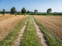 Green Field and Cornfield: Agriculture in Germany