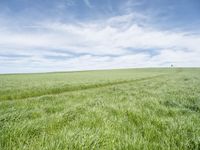 a view of a grassy field on the side of a highway in the countryside of iowa