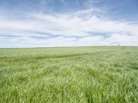 a view of a grassy field on the side of a highway in the countryside of iowa