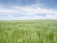 a view of a grassy field on the side of a highway in the countryside of iowa