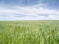 a view of a grassy field on the side of a highway in the countryside of iowa