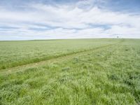 a view of a grassy field on the side of a highway in the countryside of iowa