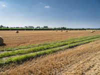 a field with bales and weeds, and grass in the middle, and two rows of hay to the right, under a sky