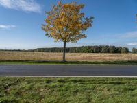 three trees are in a grassy meadow with a pond below them and a beautiful blue sky overhead