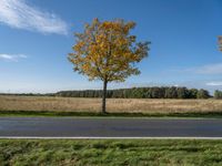 three trees are in a grassy meadow with a pond below them and a beautiful blue sky overhead