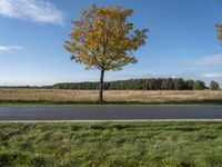 three trees are in a grassy meadow with a pond below them and a beautiful blue sky overhead