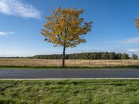 three trees are in a grassy meadow with a pond below them and a beautiful blue sky overhead