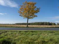 three trees are in a grassy meadow with a pond below them and a beautiful blue sky overhead