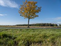 three trees are in a grassy meadow with a pond below them and a beautiful blue sky overhead