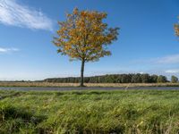 three trees are in a grassy meadow with a pond below them and a beautiful blue sky overhead