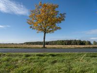 three trees are in a grassy meadow with a pond below them and a beautiful blue sky overhead