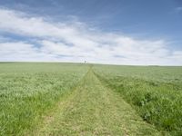 a green field is with long grass, and a small single path through the middle