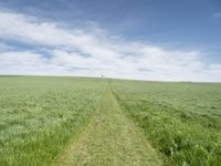 a green field is with long grass, and a small single path through the middle