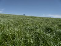 a horse grazing in the middle of a field of green grass with a tower in the back