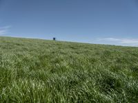 a horse grazing in the middle of a field of green grass with a tower in the back