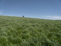 a horse grazing in the middle of a field of green grass with a tower in the back