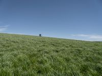 a horse grazing in the middle of a field of green grass with a tower in the back