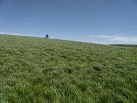 a horse grazing in the middle of a field of green grass with a tower in the back