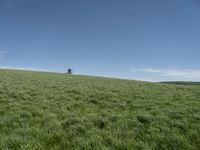 a horse grazing in the middle of a field of green grass with a tower in the back